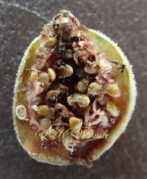  V.S. Hypanthodium-Male fls. near ostiole and female and gall fls. below